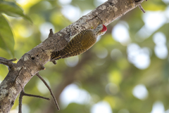 Chloropicus fuscescens