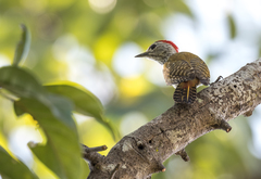 Chloropicus fuscescens