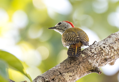 Chloropicus fuscescens