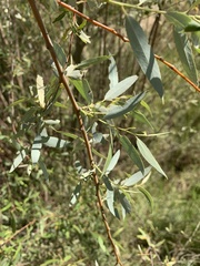 Salix mucronata mucronata