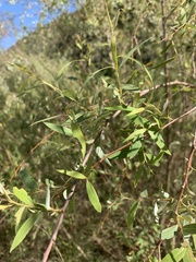 Salix mucronata mucronata