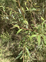 Salix mucronata mucronata