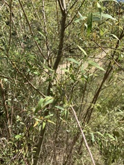 Salix mucronata mucronata