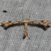 Artichoke Plume Moth - Photo (c) Mike V.A. Burrell, some rights reserved (CC BY-NC), uploaded by Mike V.A. Burrell