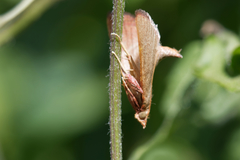 Hypsopygia incarnatalis