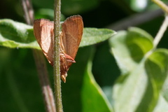 Hypsopygia incarnatalis
