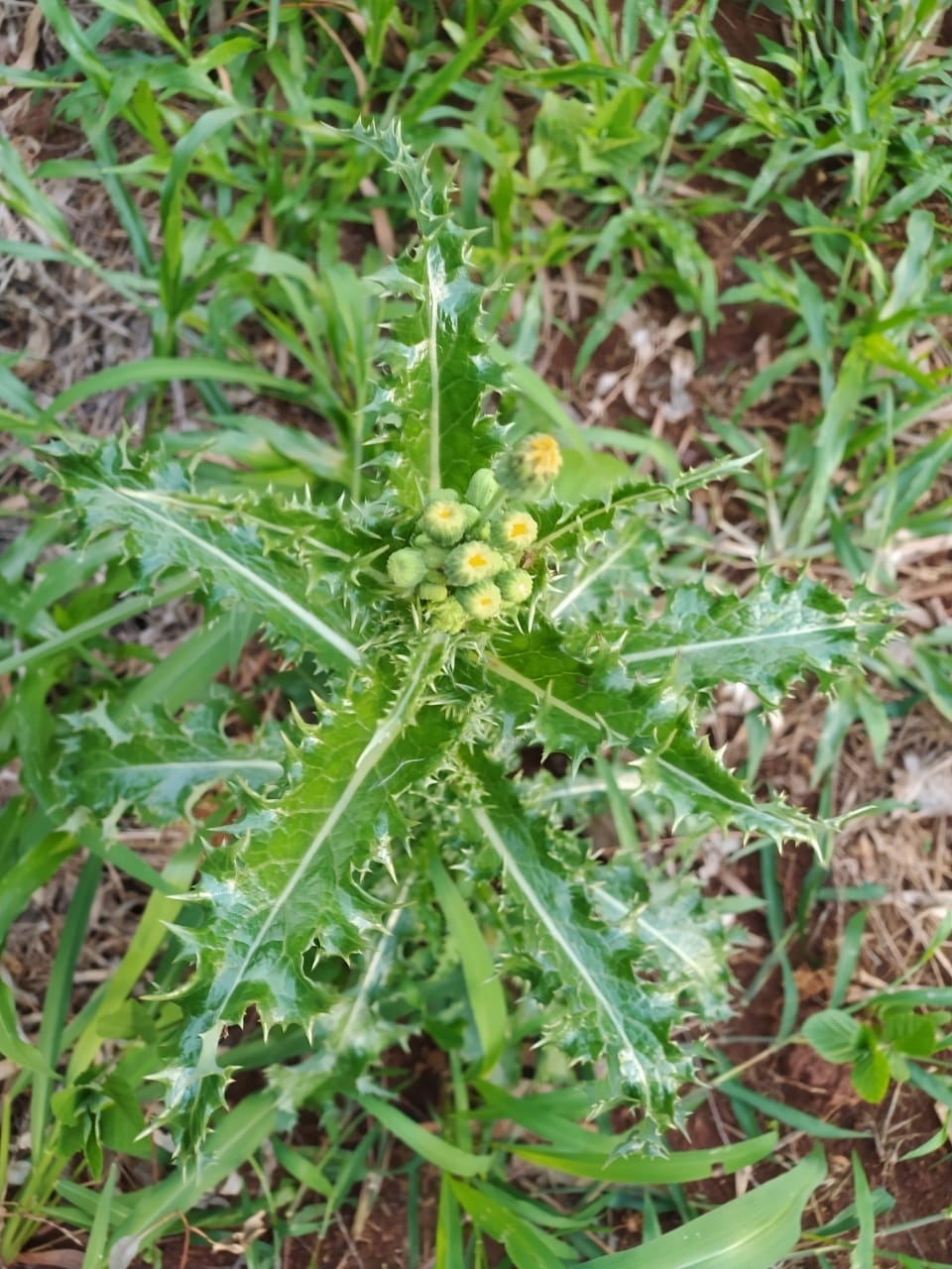 Sonchus asper