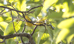 Zosterops senegalensis