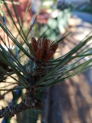 Pinus nigra laricio