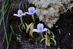 Disa longicornu