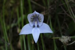 Disa longicornu