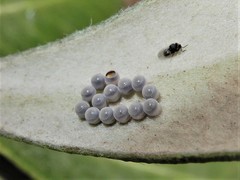 Trissolcus