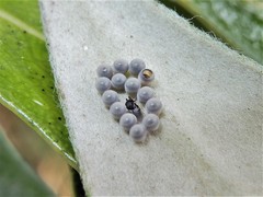Trissolcus