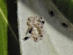 Trissolcus