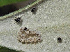 Trissolcus