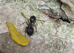 Camponotus compressus