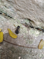 Camponotus compressus