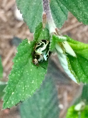 Calligrapha fulvipes