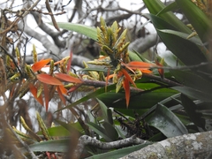 Aechmea tillandsioides