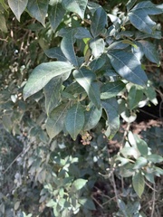 Searsia pyroides pyroides