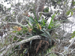 Aechmea tillandsioides
