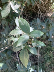 Searsia pyroides pyroides