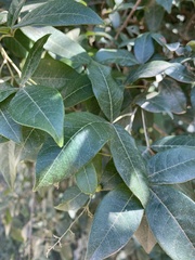 Searsia pyroides pyroides