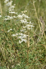 Clematis lathyrifolia