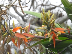 Aechmea tillandsioides