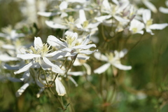 Clematis lathyrifolia