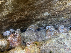 Bunodosoma cavernatum