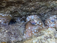 Bunodosoma cavernatum