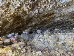 Bunodosoma cavernatum
