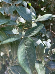 Searsia pyroides pyroides