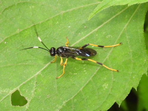 Conopyge conica image