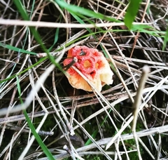 Colus hirudinosus