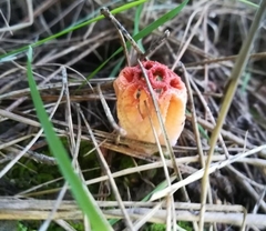 Colus hirudinosus