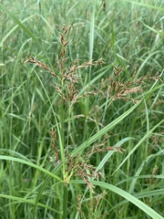 Cyperus fastigiatus