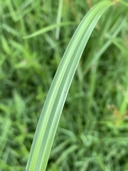 Cyperus fastigiatus