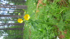 Ranunculus grandifolius