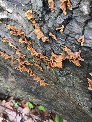 Stereum hirsutum