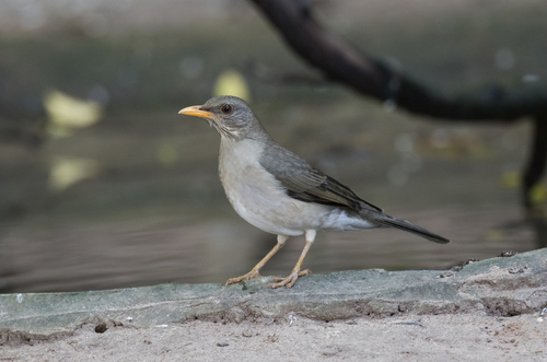 African Thrush