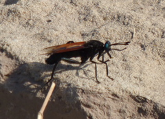 Gauromydas papaveroi