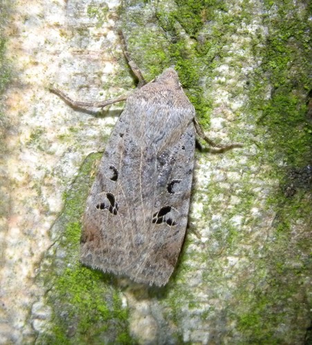 Black-spot Chestnut