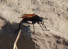 Gauromydas papaveroi