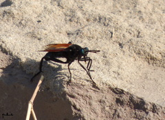 Gauromydas papaveroi