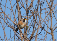 Saltatricula multicolor