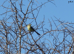 Stigmatura budytoides