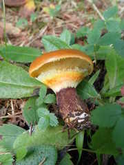 Suillus glandulosus