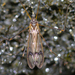 Dicranomyia repanda - Photo (c) bikingbirder, some rights reserved (CC BY-NC)